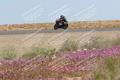 media/Mar-12-2023-SoCal Trackdays (Sun) [[d4c8249724]]/Turn 15 Inside Bloom (130pm)/